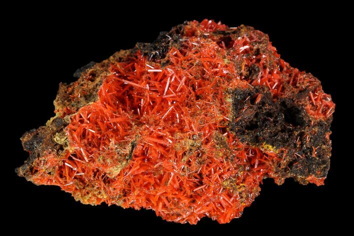 Bright Orange Crocoite Crystal Cluster - Tasmania #117604